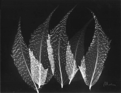 Picture of JAPANESE FERNS CLOSE UP ON BLACK