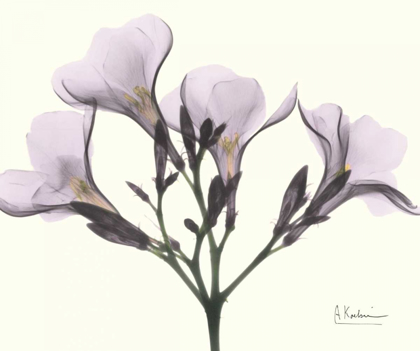 Picture of OLEANDER IN PURPLE
