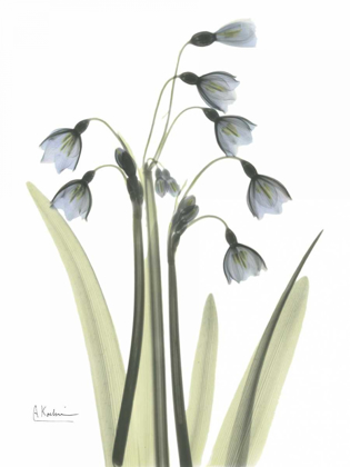 Picture of SNOW DROP IN COLOR