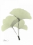 Picture of GINGKO IN PALE GREEN 2