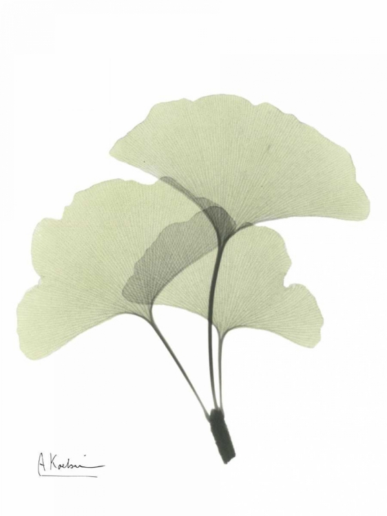 Picture of GINGKO IN PALE GREEN 2