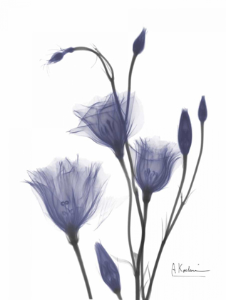 Picture of GENTIAN IN PURPLE 2