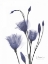 Picture of GENTIAN IN PURPLE 2