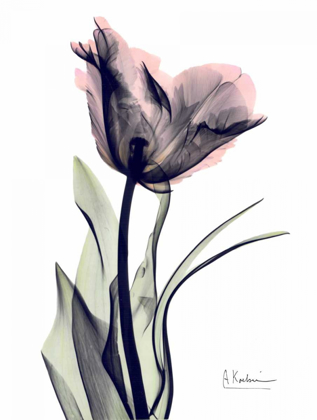 Picture of SINGLE TULIP IN COLOR
