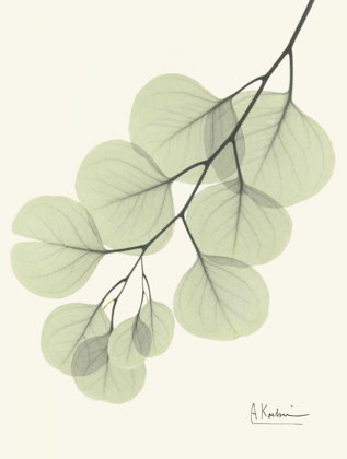 Picture of EUCALYPTUS LEAVES IN GREEN