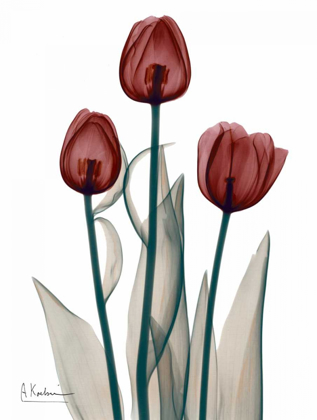 Picture of EARLY TULIPS IN RED