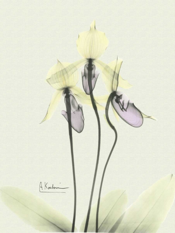 Picture of LOVELY ORCHIDS 3