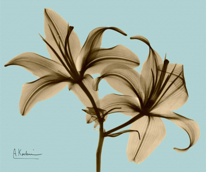Picture of DOUBLE LILIES BROWN ON BLUE