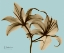 Picture of DOUBLE LILIES BROWN ON BLUE
