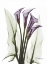 Picture of CALLA LILY QUAD IN COLOR