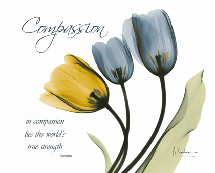 Picture of TULIP - COMPASSION