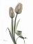 Picture of TULIP - MARJORIE