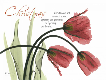 Picture of CHRISTMAS TULIPS