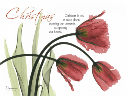 Picture of CHRISTMAS TULIPS