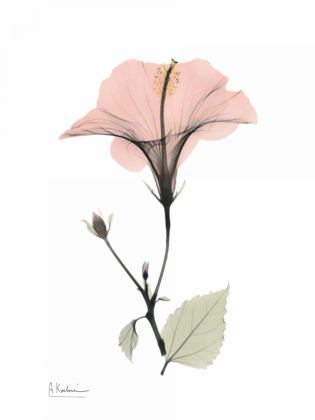 Picture of PINK HIBISCUS