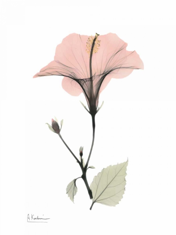 Picture of PINK HIBISCUS