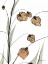 Picture of SANDERSONIA IN BLOOM