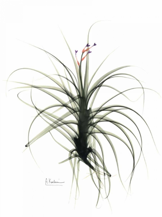 Picture of TILLANDSIA TOP