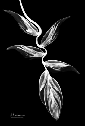 Picture of HELICONIA BANDW ON BLACK