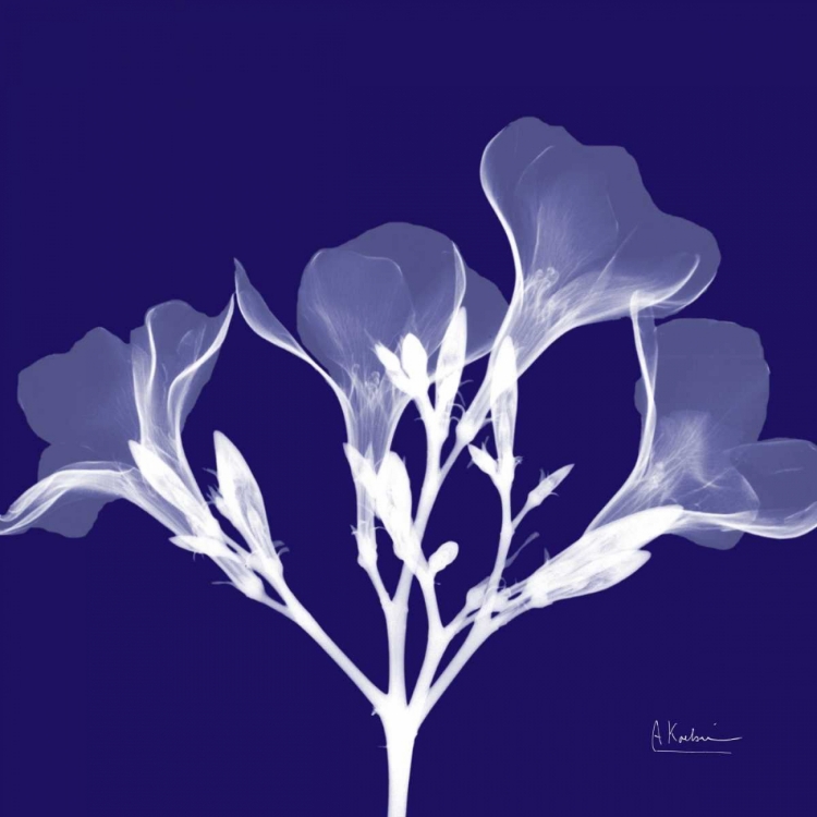 Picture of CROCUSS WHITE ON PURPLE