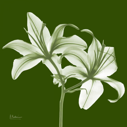 Picture of TWIN LILIES ON GREEN
