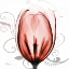 Picture of HAPPY TULIP IN RED