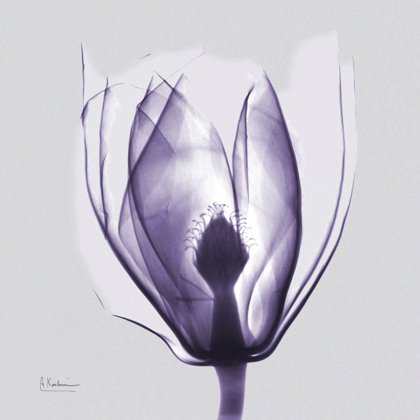 Picture of PURPLE TULIP BUD ON PURPLE