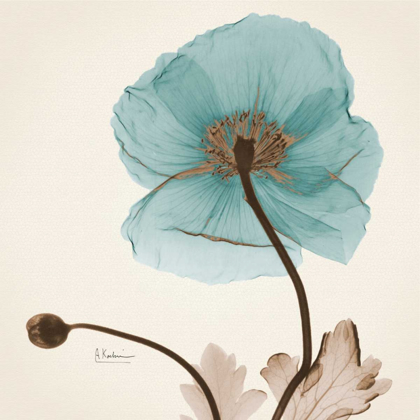 Picture of ICELAND POPPY BELIEVE