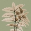 Picture of TREE OF HEAVEN