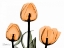 Picture of TULIPS ORANGE