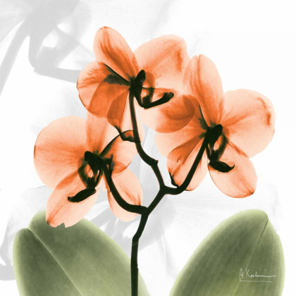 Picture of BW ORCHID ORANGE