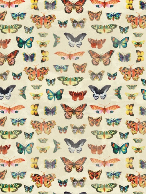 Picture of BUTTERFLIES