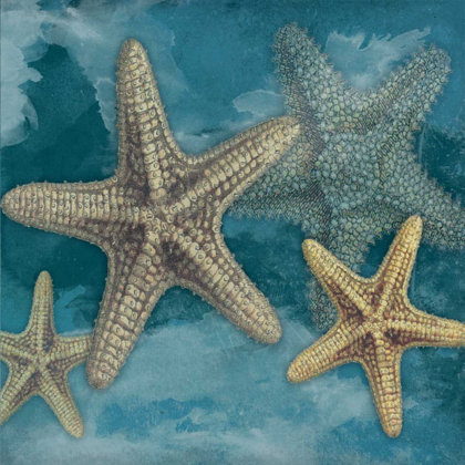 Picture of STARFISH