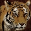 Picture of TIGER
