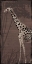 Picture of GIRAFFE