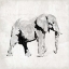 Picture of ELEPHANT