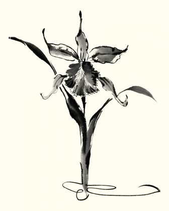 Picture of STUDIES IN INK - CATTLEYA