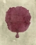 Picture of CORAL IN PLUM