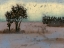 Picture of RUSTIC MEADOW I