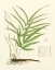 Picture of EATON FERNS I