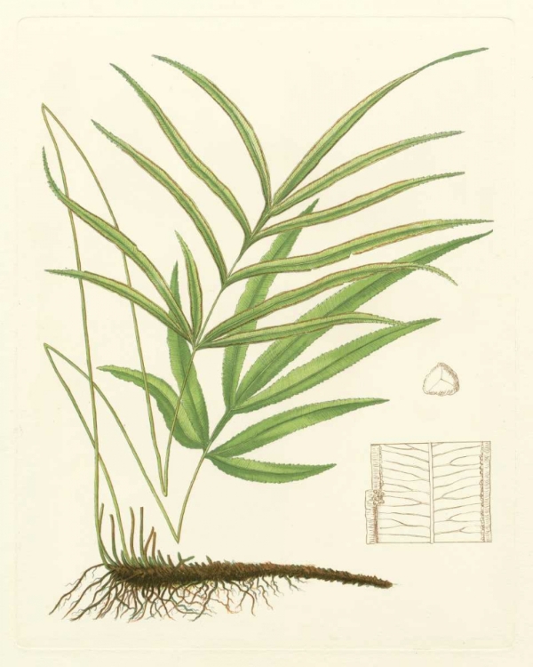 Picture of EATON FERNS I