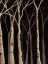 Picture of MIDNIGHT BIRCHES II