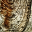 Picture of NATURES TEXTURES III