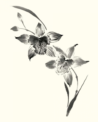 Picture of STUDIES IN INK - CYMBIDIUM