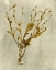 Picture of IMPRESSIONS IN MUSTARD