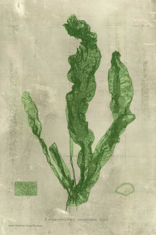 Picture of EMERALD SEAWEED IV