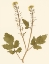 Picture of PRESSED BOTANICAL I
