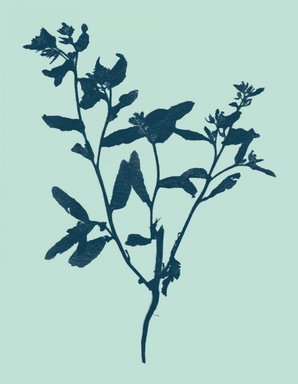 Picture of INDIGO AND MINT BOTANICAL STUDY VII