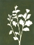 Picture of FOUR SEASONS FOLIAGE II