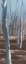 Picture of WINTER SOLSTICE III